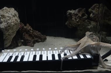 Thumbnail for 6867069