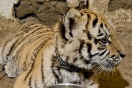 Thumbnail for 6871088