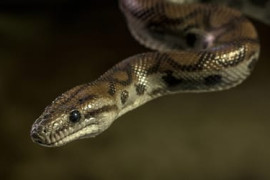 Thumbnail for 6873817