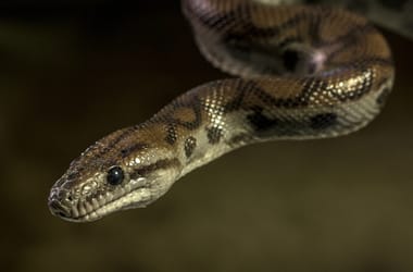 Thumbnail for 6873817