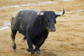 Thumbnail for 6876088