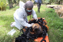 Thumbnail for 6879286