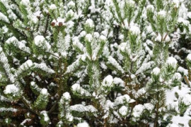 Thumbnail for 6881405