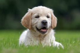 Thumbnail for 6885420