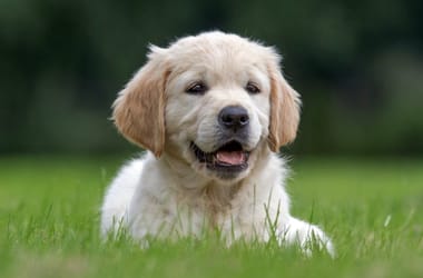 Thumbnail for 6885420