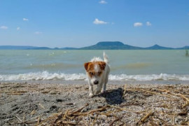 Thumbnail for 6885763