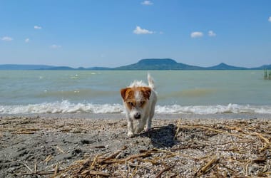 Thumbnail for 6885763