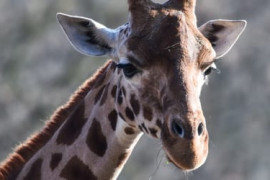 Thumbnail for 6886331