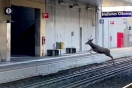 Thumbnail for 6886477