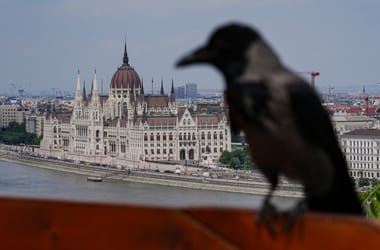 Thumbnail for 6887449