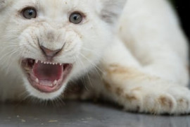 Thumbnail for 6887962