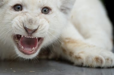 Thumbnail for 6887962