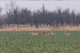 Thumbnail for 6889824