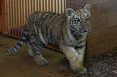 Thumbnail for 6891012