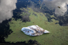 Thumbnail for 6894958