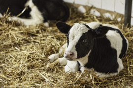 Thumbnail for 6899673