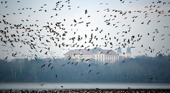 Thumbnail for 6899773