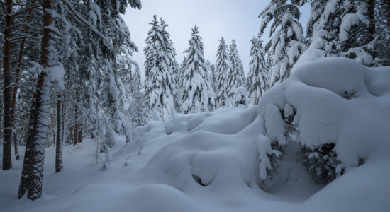 Thumbnail for 6900427