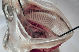 Thumbnail for 6900836