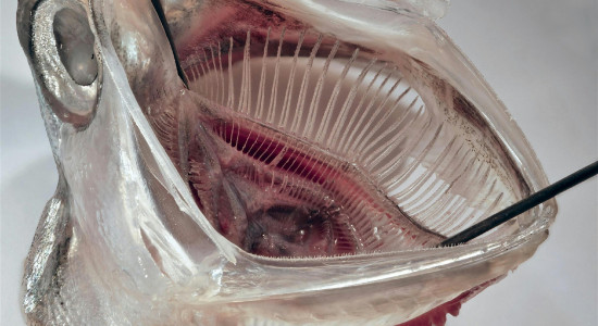 Thumbnail for 6900836