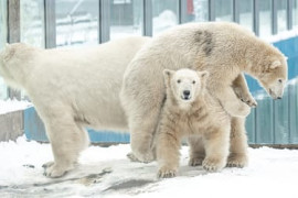 Thumbnail for 6901166