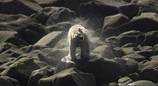 Thumbnail for 6901777