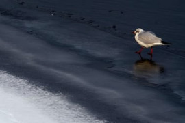 Thumbnail for 6902204