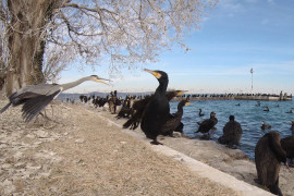 Thumbnail for 6903362