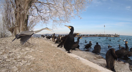 Thumbnail for 6903362