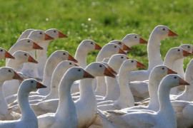 Thumbnail for 6903651