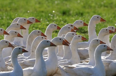 Thumbnail for 6903651