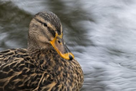 Thumbnail for 6905030