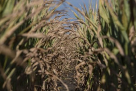 Thumbnail for 6906333