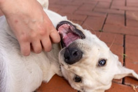 Thumbnail for 6906357