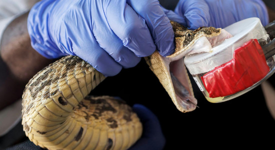 Thumbnail for 6909427