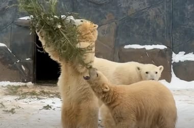 Thumbnail for 6909799