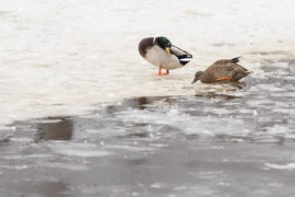 Thumbnail for 6910046