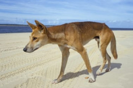 Thumbnail for 6912525