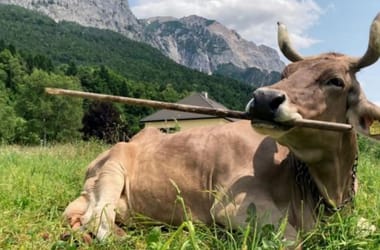 Thumbnail for 6914770