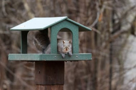 Thumbnail for 6916113