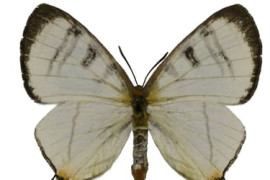 Thumbnail for 6919658