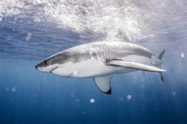 Thumbnail for 6920166