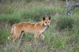 Thumbnail for 6921546