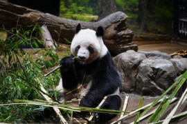 Thumbnail for 6923780