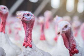 Thumbnail for 6924756