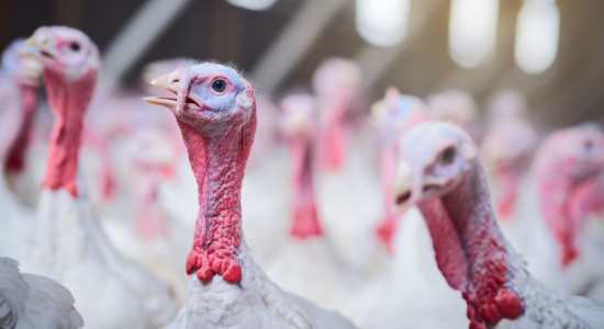 Thumbnail for 6924756