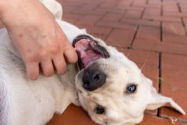 Thumbnail for 6925543