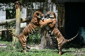 Thumbnail for 6931742