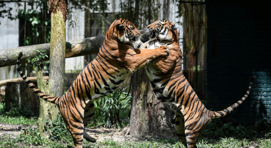 Thumbnail for 6931742