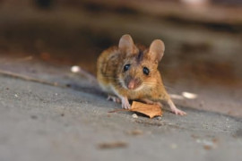 Thumbnail for 6934613